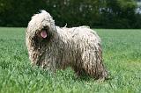 KOMONDOR 034